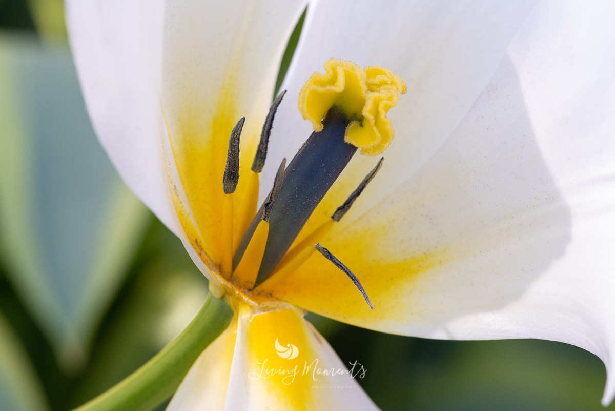 Blick in den seitlich offenen Blütenkelch einer weiß-gelben Tulpe