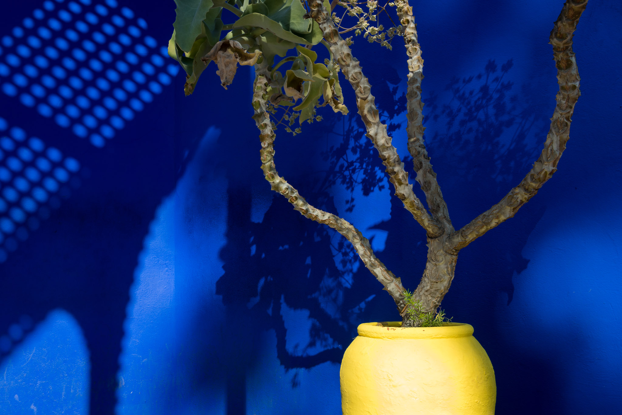 gelber Blumentopf mit Pflanze vor kobaltblauer Wand