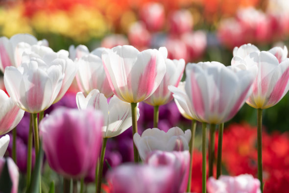 weiß-rosa geflammte Tulpen in buntem Tulpenbeet