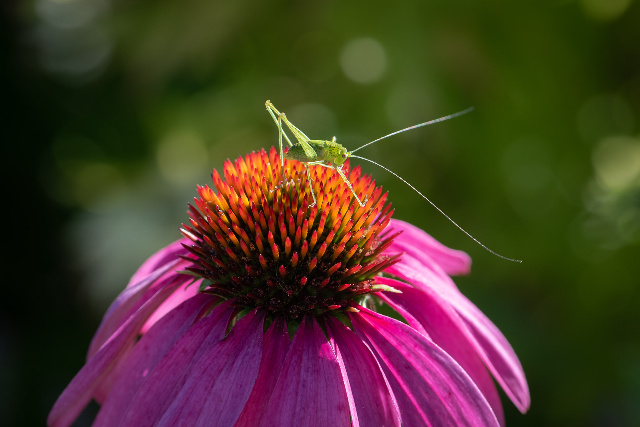 Garten gesucht • Gartenfotografie Ira Hilger