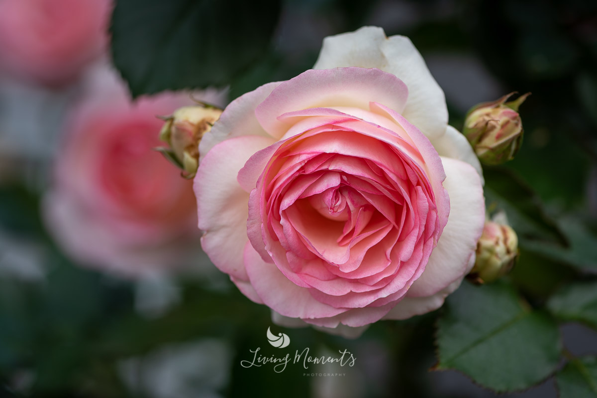 Nahaufnahme einer rosa-weißen Rosenblüte mit Knospen und Blattwerk
