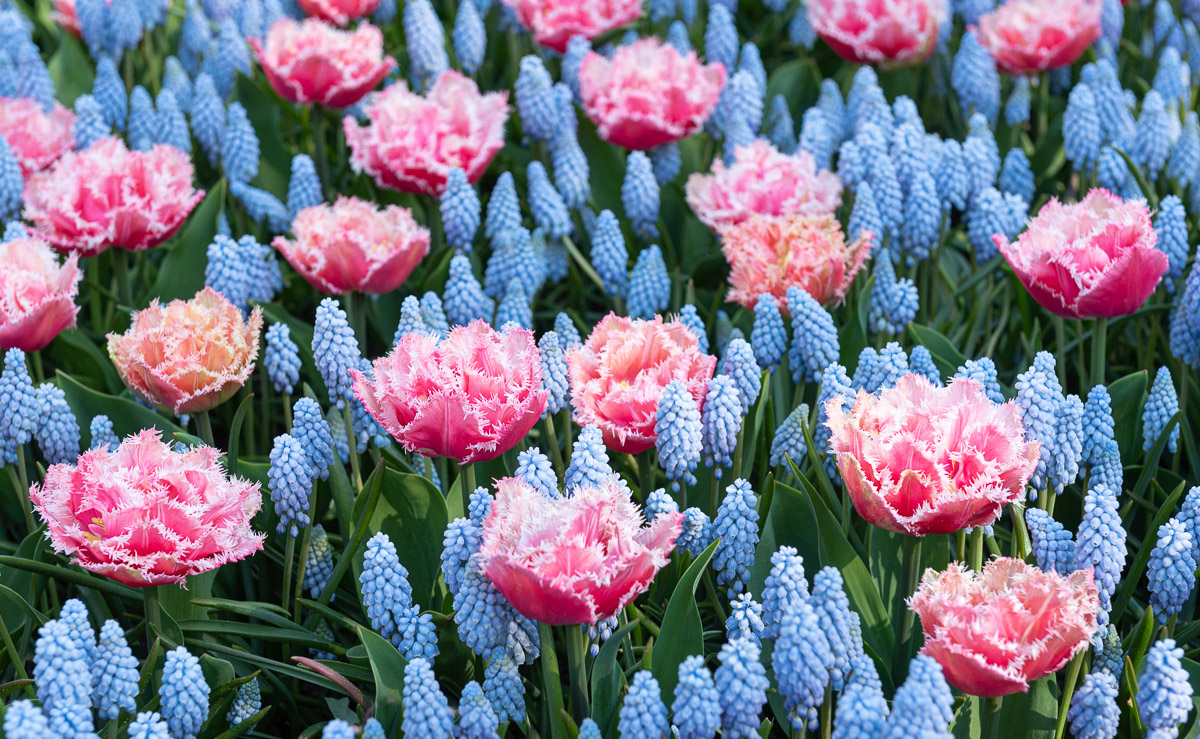 Rosa Tulpen mit blauen Hyanzithen